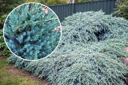 Ялівець лускатий Блу Карпет / Juniperus squamata Blue Carpet