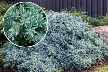 Ялівець лускатий Блу Стар / Juniperus squamata Blue Star