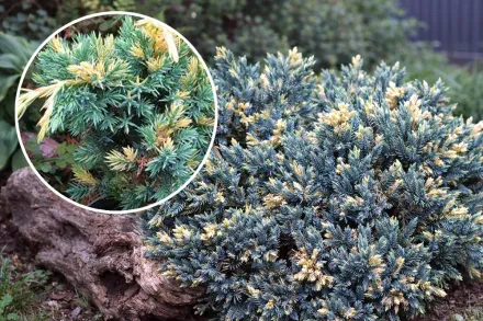 Ялівець лускатий Голден Флейм / Juniperus squamata Golden Flame