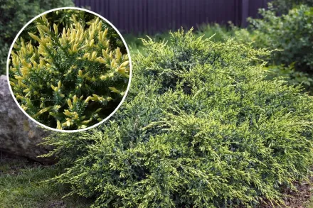 Ялівець лускатий Холгер / Juniperus squamata Holger