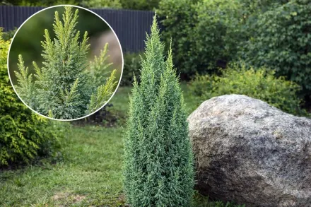 Ялівець лускатий Лодери / Juniperus squamata Loderi