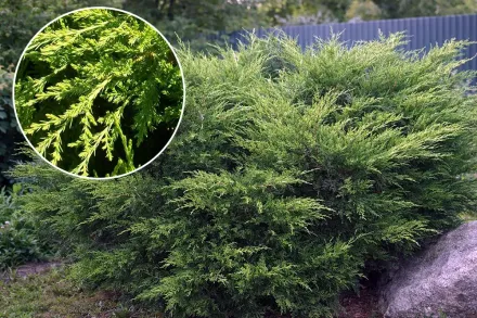 Ялівець Мінт Джулеп / Juniperus Mint Julep