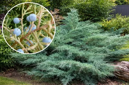 Ялівець віргінський Хетц / Juniperus virginiana Hetz