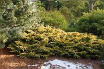 Ялівець Пфітцеріана Сейбрук Голд / Juniperus × pfitzeriana Saybrook Gold