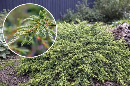 Ялівець Репанда / Juniperus communis Repanda