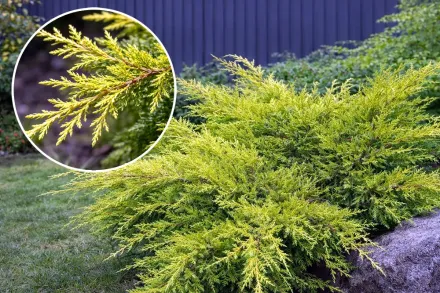 Ялівець середній Голд Кіссен / Juniperus pfitzeriana Gold Kissen