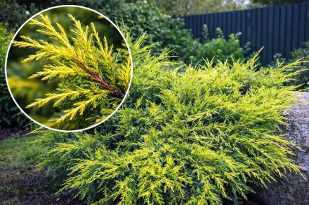 Ялівець середній Голд Кост / Juniperus media Gold Coast