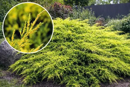 Ялівець середній Голд Стар / Juniperus pfitzeriana Gold Star