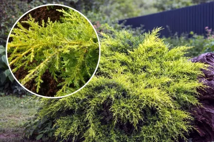 Ялівець середній Мордіган Голд / Juniperus pfitzeriana Mordigan Gold