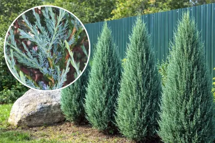 Ялівець скельний Блу Ерроу / Juniperus scopulorum Blue Arrow