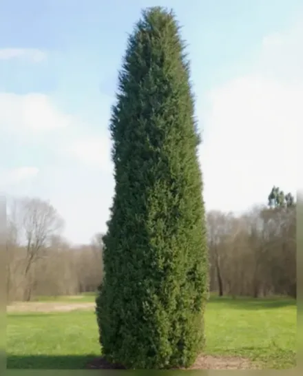 Ялівець віргінський Глаука / Juniperus virginiana Glauca