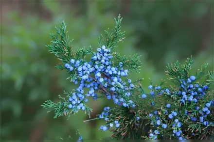 Ялівець віргінський Канаерті / Juniperus virginiana Canaertii
