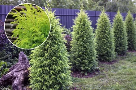 Ялівець звичайний Голд Кон / Juniperus communis Gold Cone