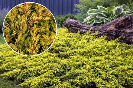 Ялівець звичайний Голдшатц / Juniperus communis Goldschatz