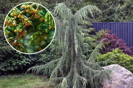 Ялівець звичайний  Хорстманн / Juniperus communis Horstmann