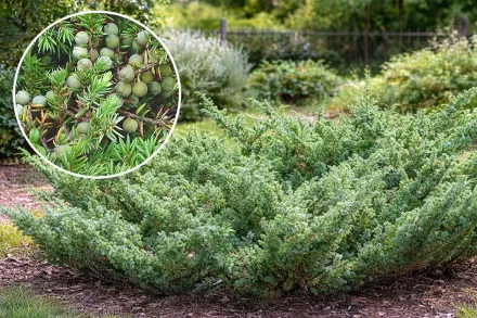 Ялівець звичайний / Juniperus communis