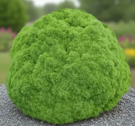 Альберта Глоуб Ялина біла вар. альбертіана / Picea glauca var. albertiana Alberta Globe