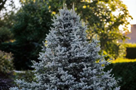 Ялина колюча глаука Маджестік Блю / Picea pungens Glauca Majestic Blue