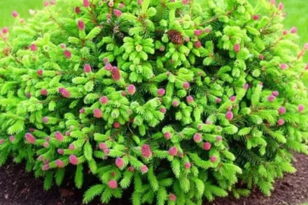 Ялина Купрессіна / Picea abies Cupressina