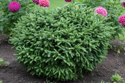 Ялина Пуміла / Picea abies Pumila