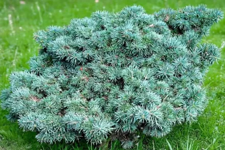 Ялиця Піггельмі / Abies concolor Piggelmee