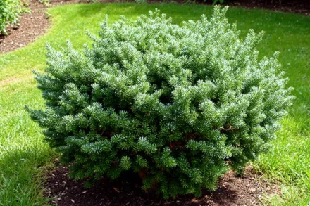 Ялиця Сільберперл / Abies koreana Silberperle