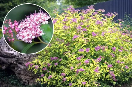 Японська спірея / Spiraea japonica