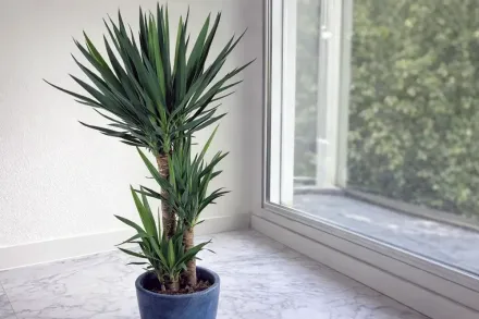 Юка слонова / Yucca elephantipes