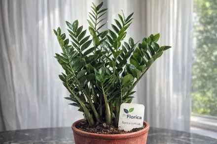 Замiокулькас / Zamioculcas zamiifolia