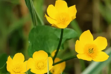 Ranunculus flammula / Жовтець вогнистий