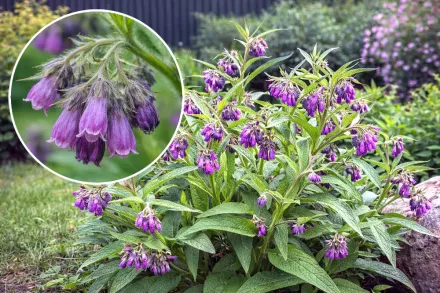 Живокіст лікарський / Symphytum officinale