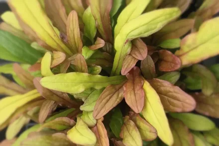 Живучка Фенсі Фінч / Ajuga Fancy Finch