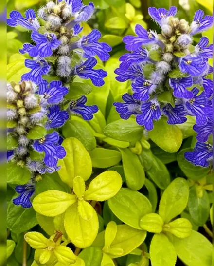 Живучка Кордіал Кенері / Ajuga Cordial Canary