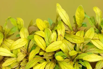 Живучка Петі Парікет / Ajuga Petite Parakeet