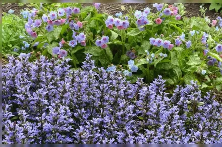 Живучка повзуча Блюберрі Маффін / Ajuga reptans Blueberry Muffin