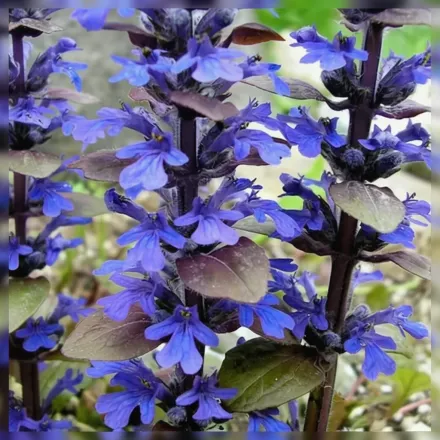 Живучка повзуча Бронз Біуті / Ajuga reptans Bronze Beauty