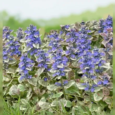 Живучка повзуча Бурганді Глоу / Ajuga reptans Burgundy Glow