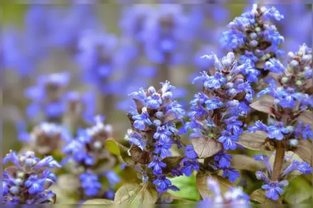 Живучка повзуча Чоколейт Чіп / Ajuga reptans Chocolate Chip