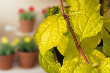 Живучка Тропікал Тукан / Ajuga Tropical Toucan