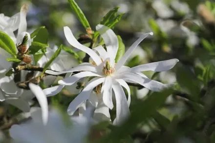 Зіркова магнолія Роял Стар