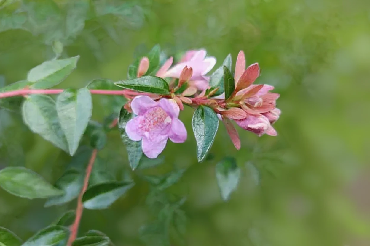 Абелія Едвард Гаучер / Abelia Edward Goucher