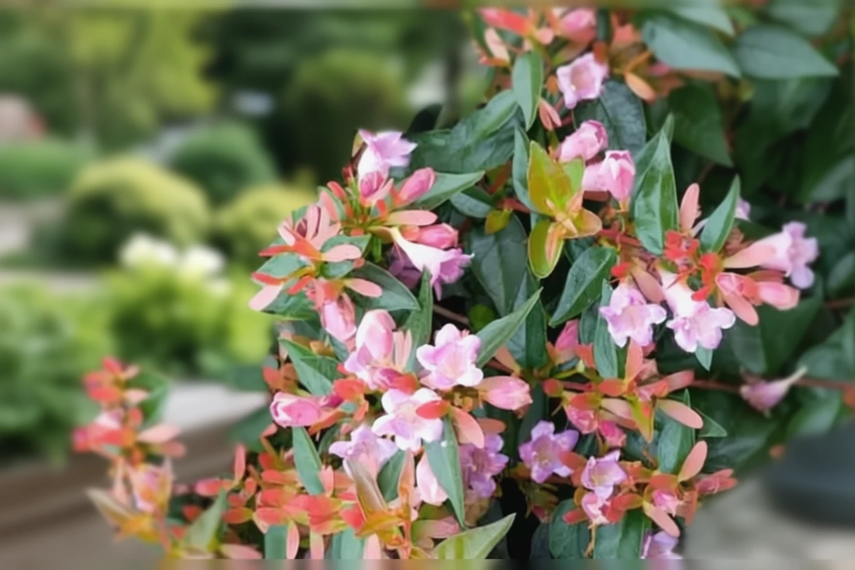 Абелія Едвард Гаучер