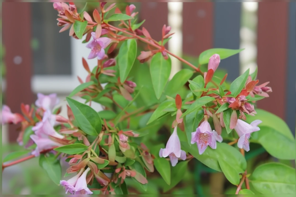 Абелія Едвард Гаучер
