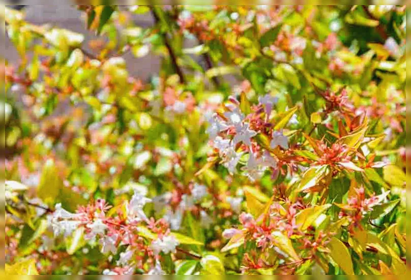 Абелія грандіфлора Калейдоскоп / Abelia × grandiflora Kaleidoscope