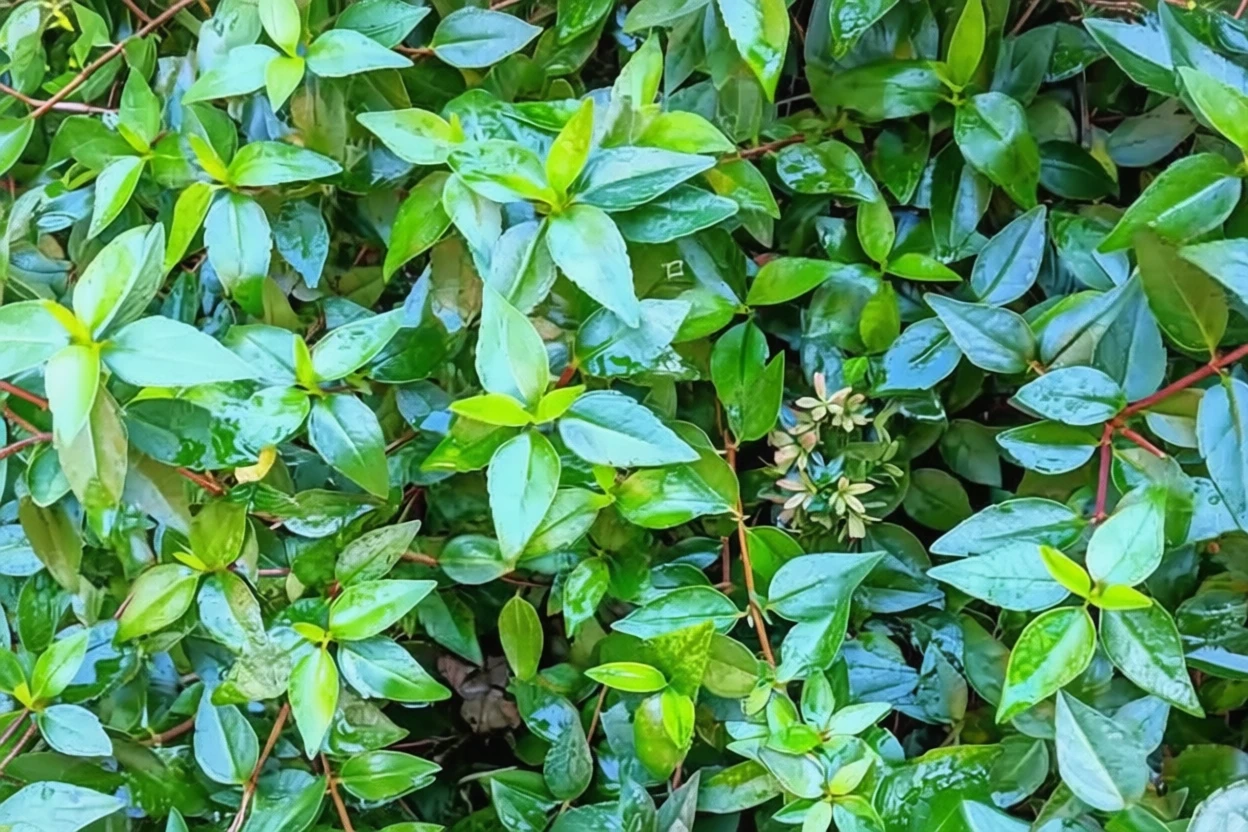 Абелія грандіфлора Літл Річард