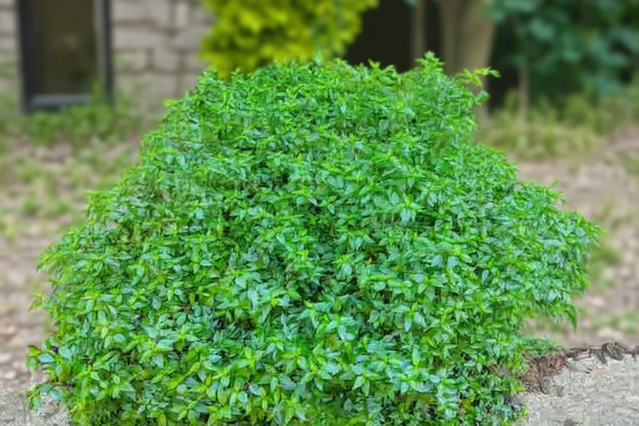 Абелія грандіфлора Літл Річард