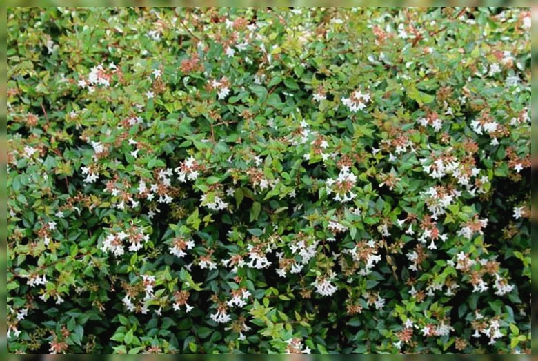 Абелія грандіфлора