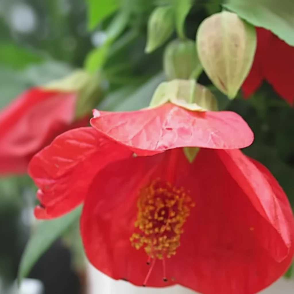 Абутилон Лакі Лантерн Ред / Abutilon Lucky Lantern Red