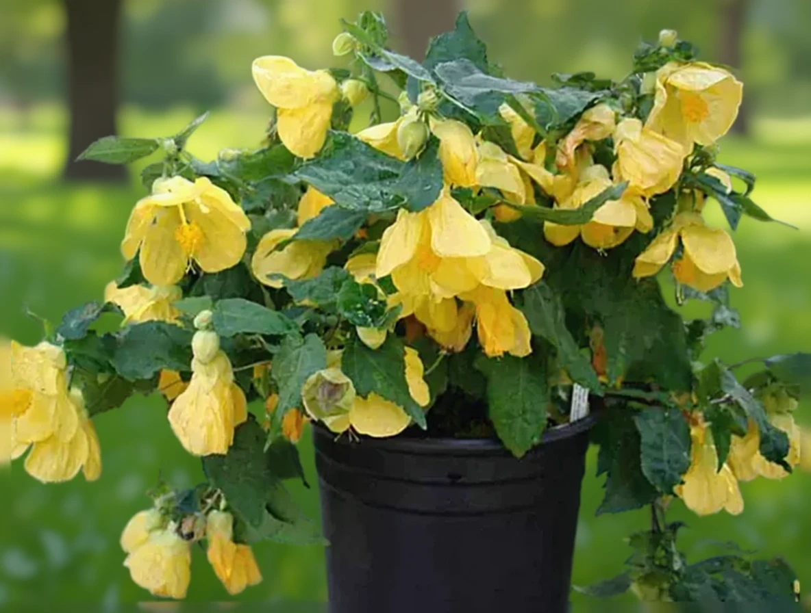 Абутилон Лакі Лантерн Йеллоу / Abutilon Lucky Lantern Yellow