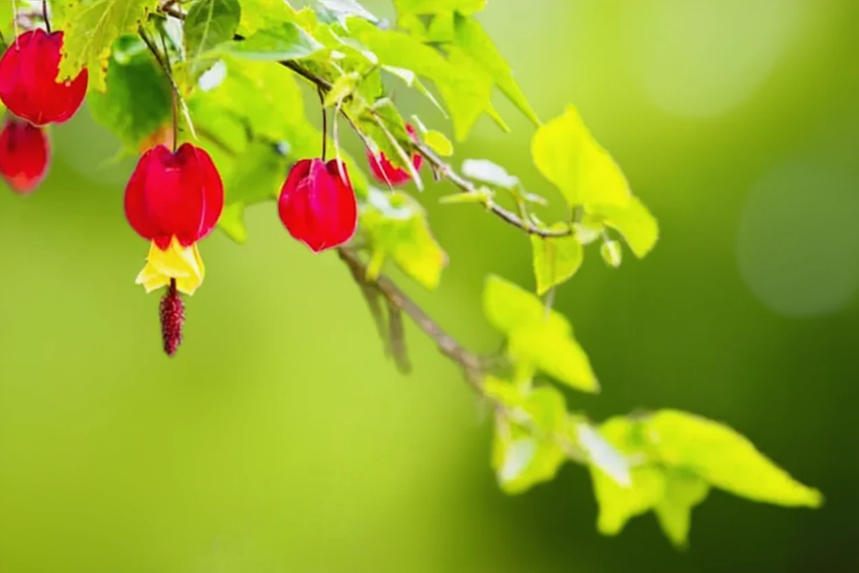 Абутилон мегапотамікум / Abutilon megapotamicum